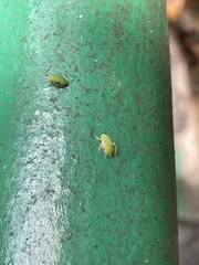 Auchenorrhyncha
