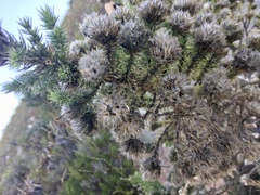 Aspalathus chenopoda