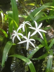Crinum americanum
