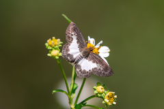 Gerosis phisara