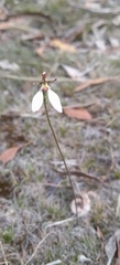 Eriochilus
