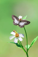Gerosis phisara