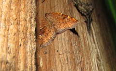 Epirranthis diversata