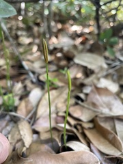 Actinostachys pennula