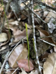 Actinostachys pennula