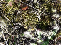 Triquetrella papillata