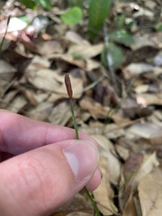 Actinostachys pennula