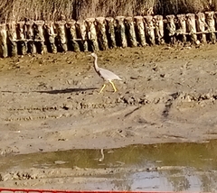 Egretta novaehollandiae
