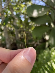 Actinostachys pennula