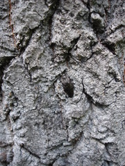 Poecilonota variolosa