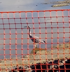 Egretta novaehollandiae