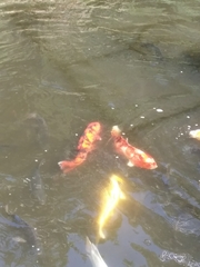 Cyprinus rubrofuscus