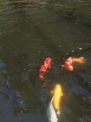 Cyprinus rubrofuscus