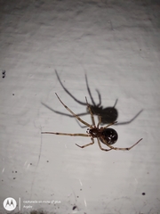 Steatoda triangulosa
