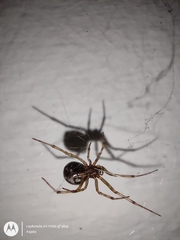 Steatoda triangulosa