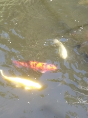 Cyprinus rubrofuscus