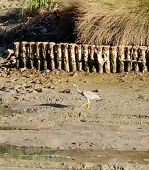Egretta novaehollandiae