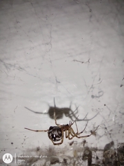 Steatoda triangulosa