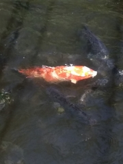 Cyprinus rubrofuscus