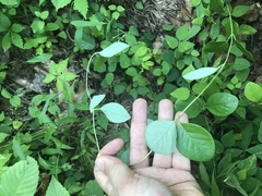 Lonicera sempervirens