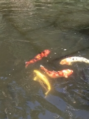 Cyprinus rubrofuscus