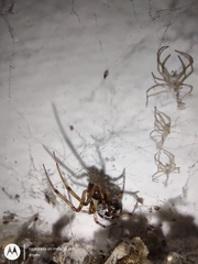 Steatoda triangulosa