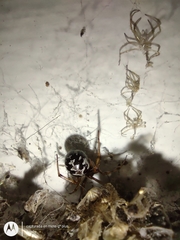 Steatoda triangulosa