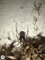 Steatoda triangulosa