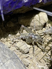 Ceuthophilus variegatus