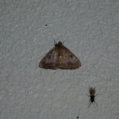 Phaedropsis leialis