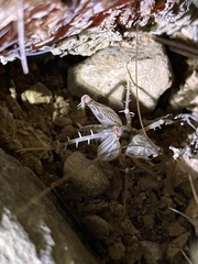 Ceuthophilus variegatus