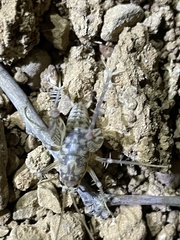 Ceuthophilus variegatus