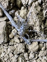 Ceuthophilus variegatus