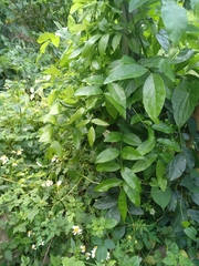 Wisteriopsis reticulata