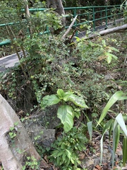 Ficus