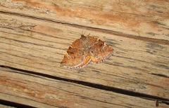 Epirranthis diversata