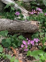 Oxalis debilis