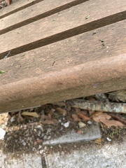 Oecophylla smaragdina