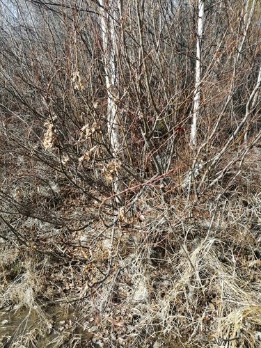 Salix pseudopentandra iNat (2)
