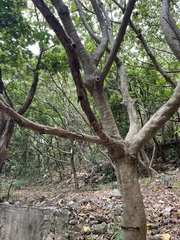 Ficus hispida