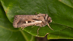 Proteuxoa chrysospila