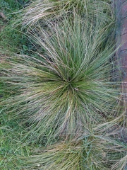 Carex