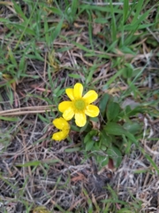 Ranunculus glaberrimus