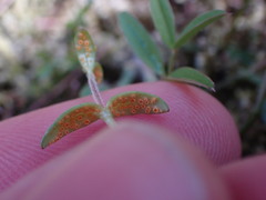 Puccinia plumbaria