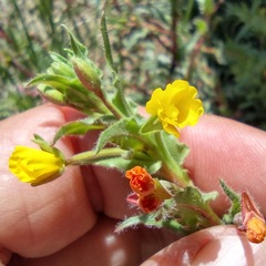 Camissoniopsis confusa