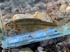Hesperoleucus venustus