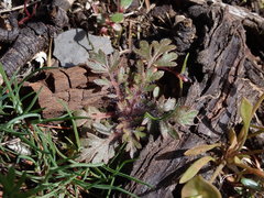Collomia heterophylla