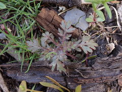 Collomia heterophylla
