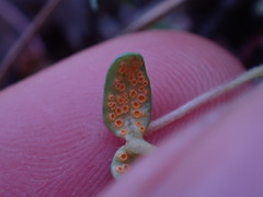 Puccinia plumbaria