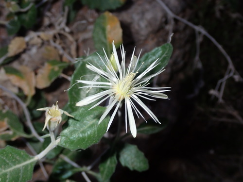 Mentzelia hualapaiensis